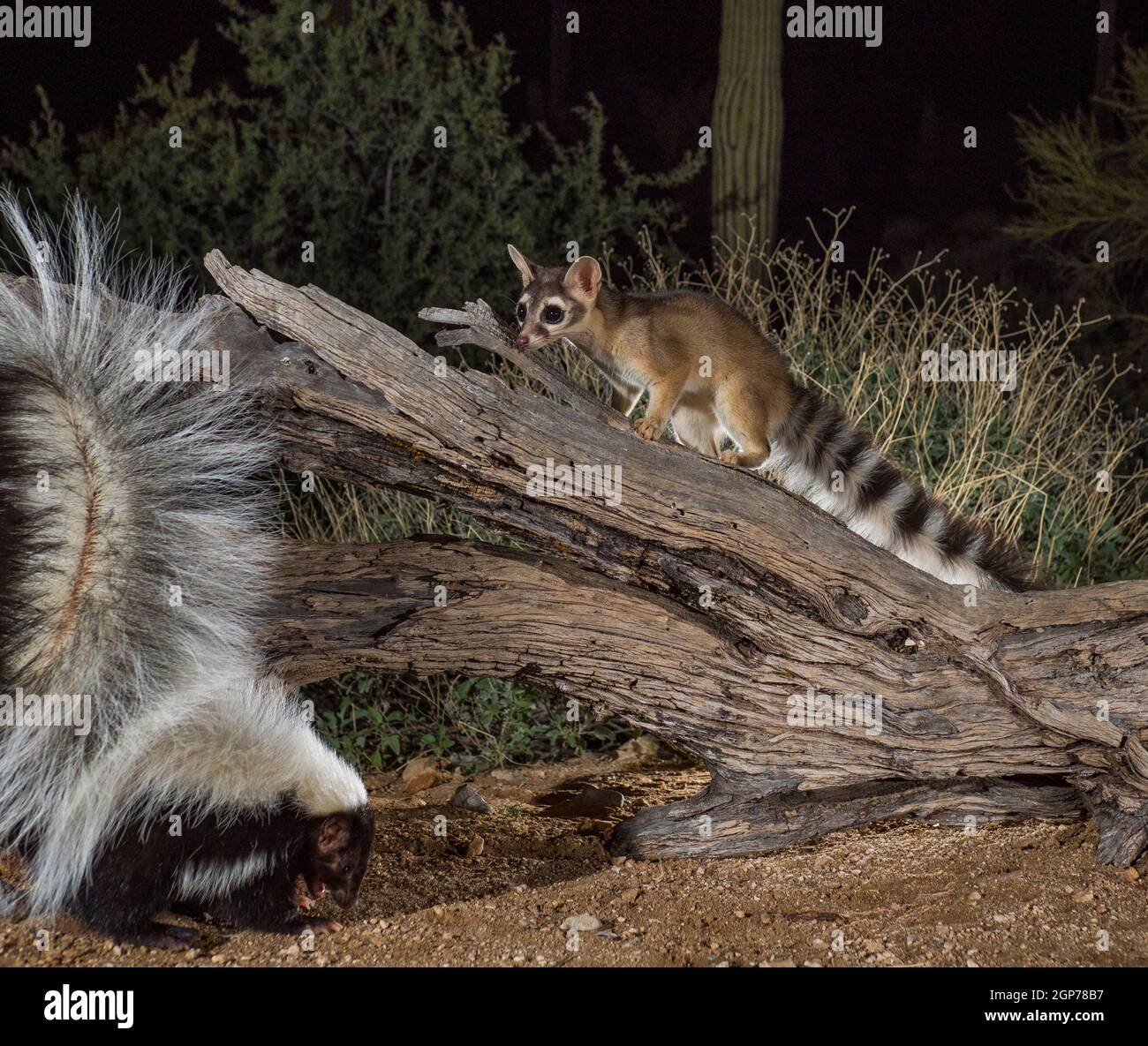 Ringtail and Hooded Skunk, Tortolita Mountains, Marana, near Tucson, Arizona. Stock Photo