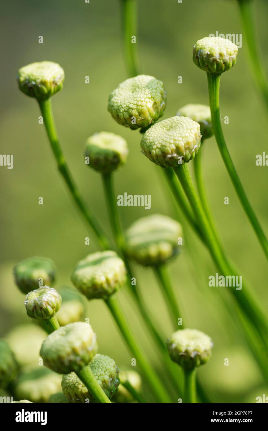 Habitats Directive (Santolina viridis) Stock Photo