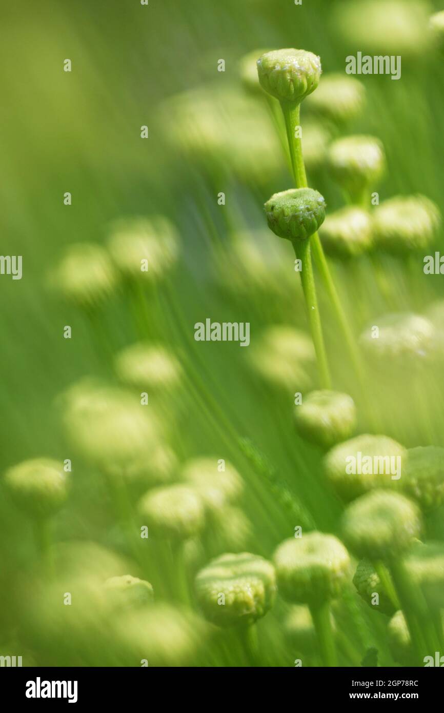 Habitats Directive (Santolina viridis) Stock Photo