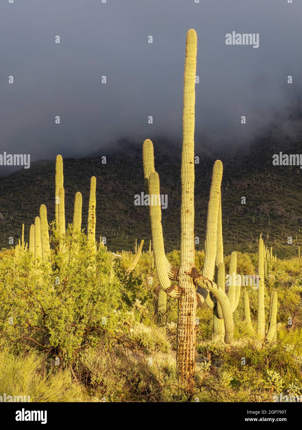 Saguaro cactus landscape, Tortolita Mountains, Marana, near Tucson, Arizona. Stock Photo