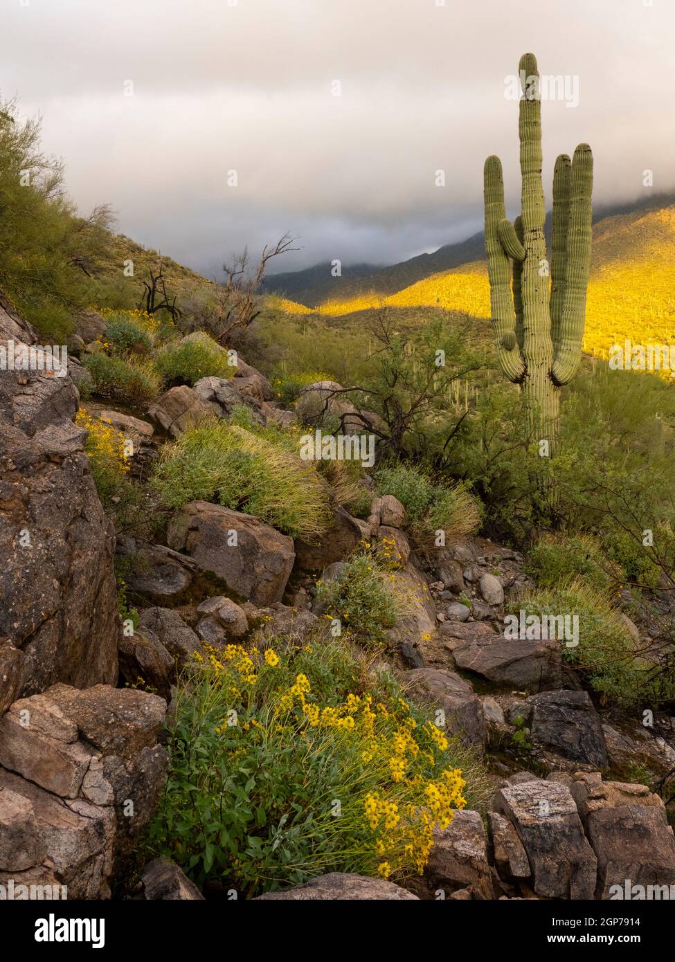 Desert landscape, Tortolita Mountains, Marana, near Tucson, Arizona. Stock Photo