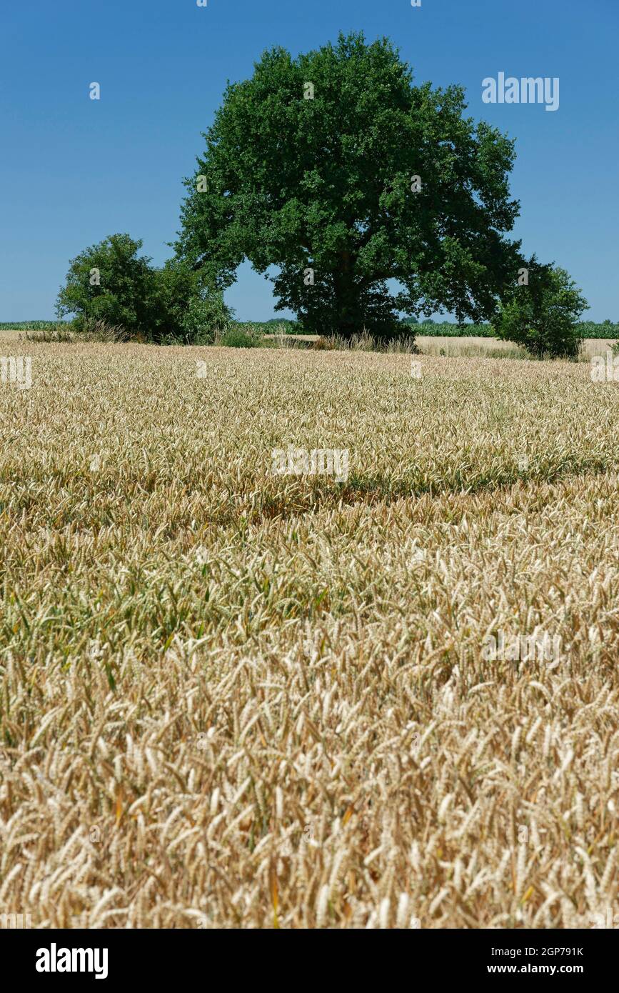 English Oak Quercus Robur In A Wheat Field Triticum St Hubert Kempen North Rhine Westphalia Germany Europe Stock Photo Alamy