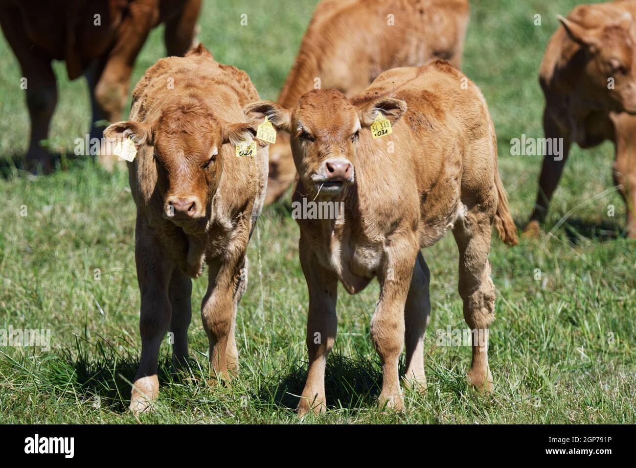 Limousin cattle, St.Hubert, Kempen, North Rhine-Westphalia, Germany Stock Photo
