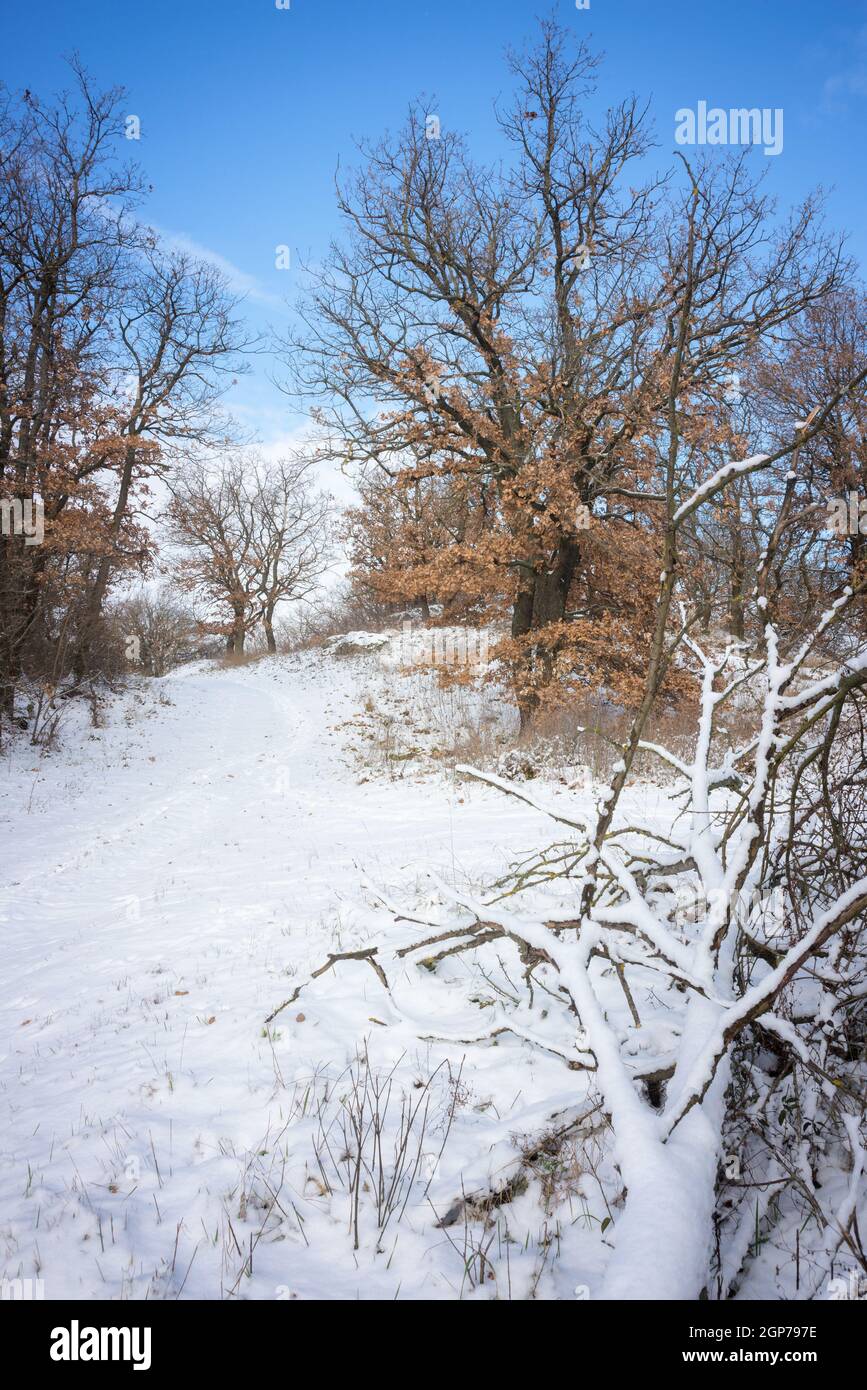 Zen frozen ice snow tree hi-res stock photography and images - Alamy