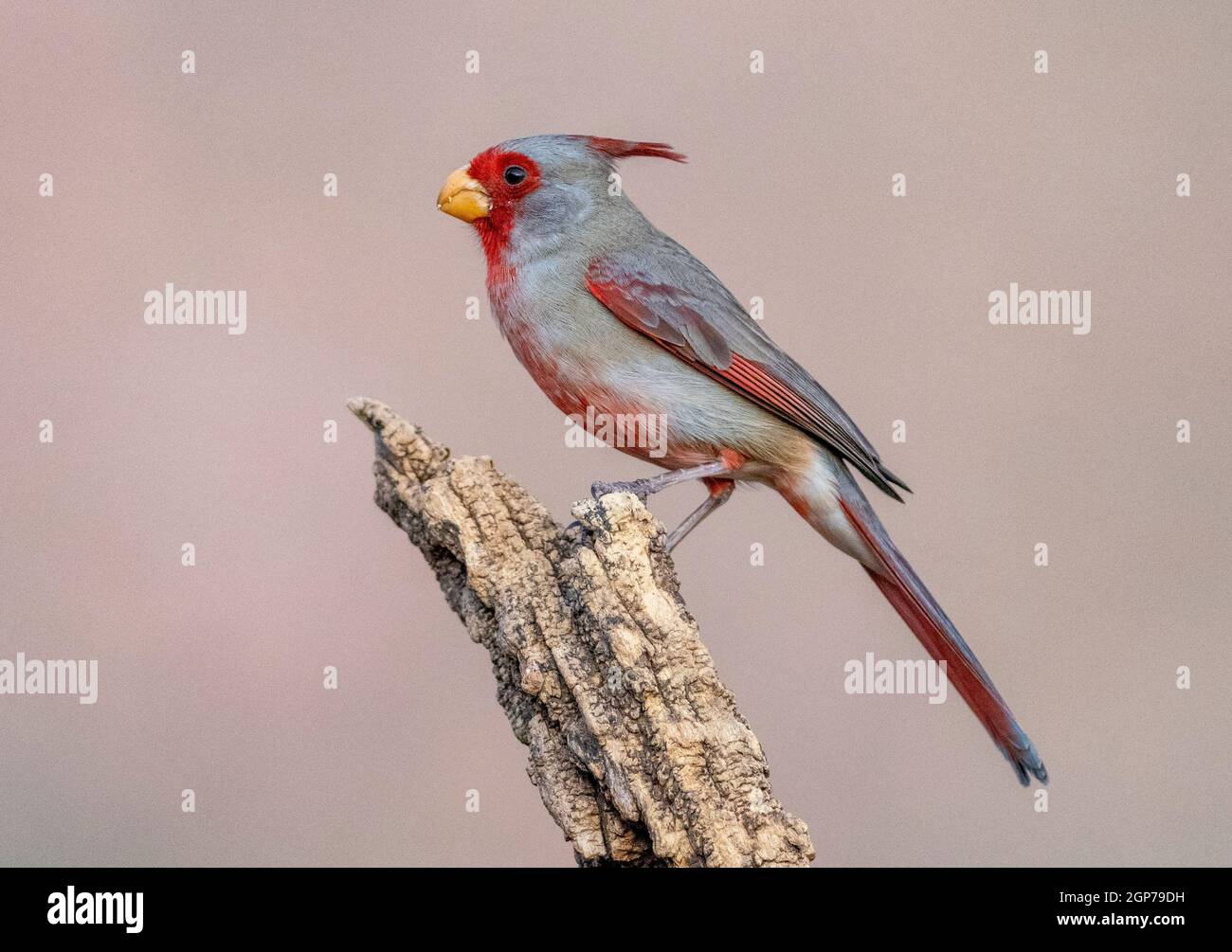 Pyrrholoxia, Marana, near Tucson, Arizona. Stock Photo