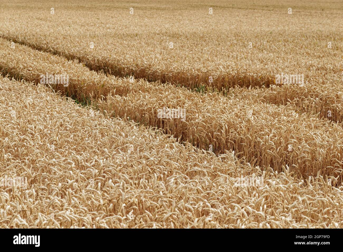 Wheat field (Triticum), Wachtendonk, Kleve district, North Rhine-Westphalia, Germany Stock Photo