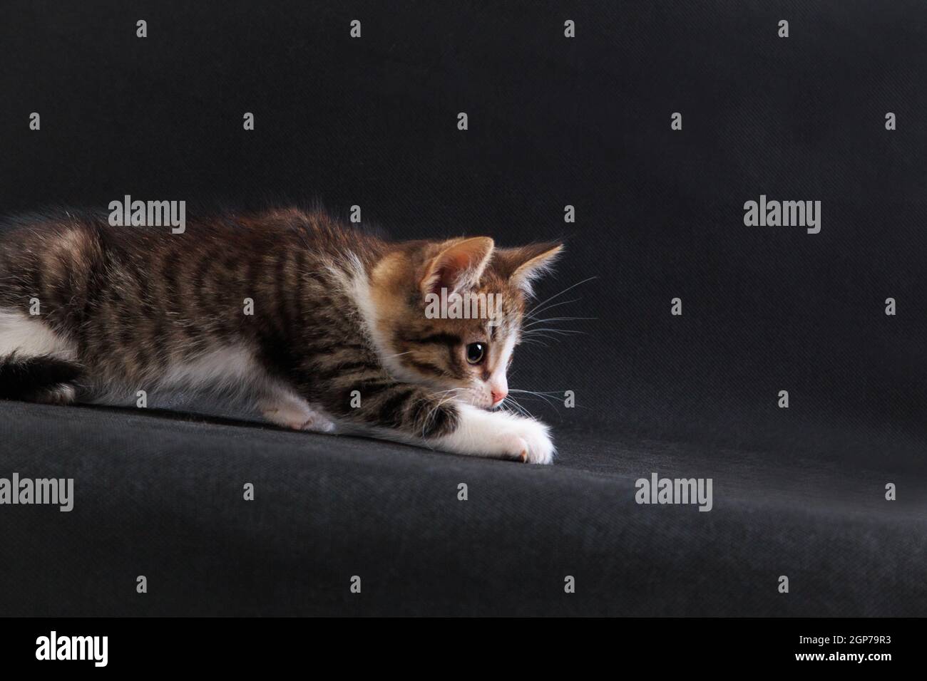 Striped grey white-breasted kitten decides to play and hunt and is prowling on black background in studio indoors Stock Photo