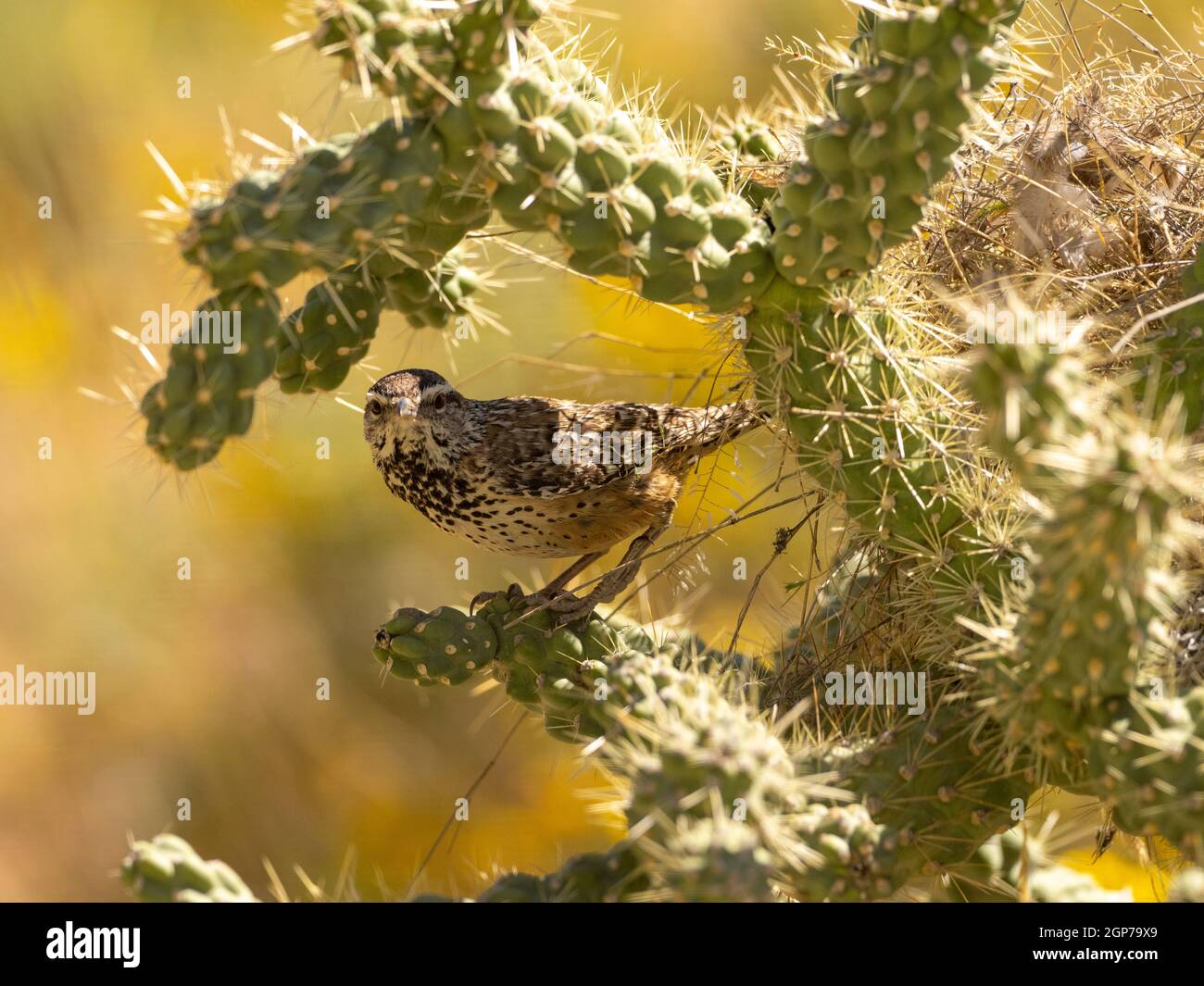 Cactus wren, Marana, near Tucson, Arizona. Stock Photo