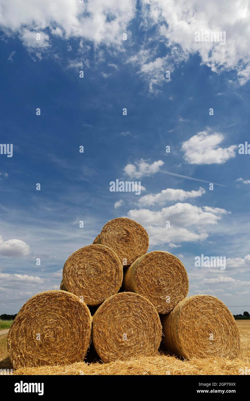 Round bales on field, Crefeld, NRW, Germany Stock Photo