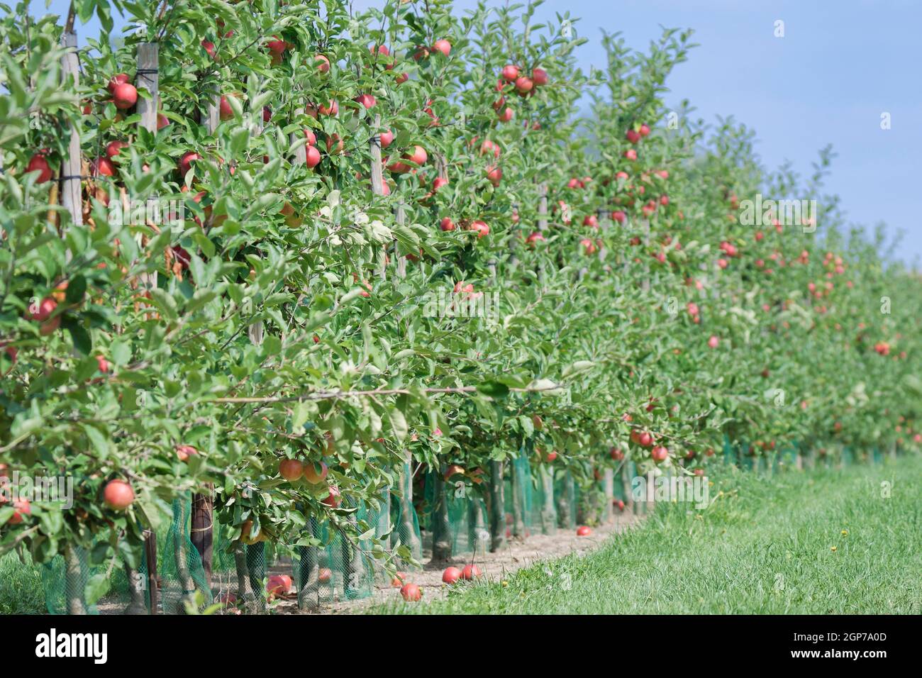 Appletree plantage (Malus), Kempen, NRW, Germany Stock Photo