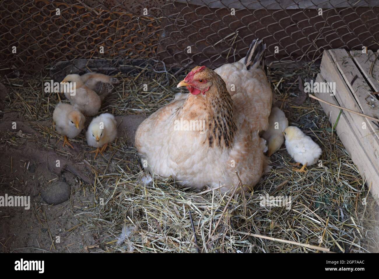 Chicken mother with chickens. Poultry in individual hen house Stock