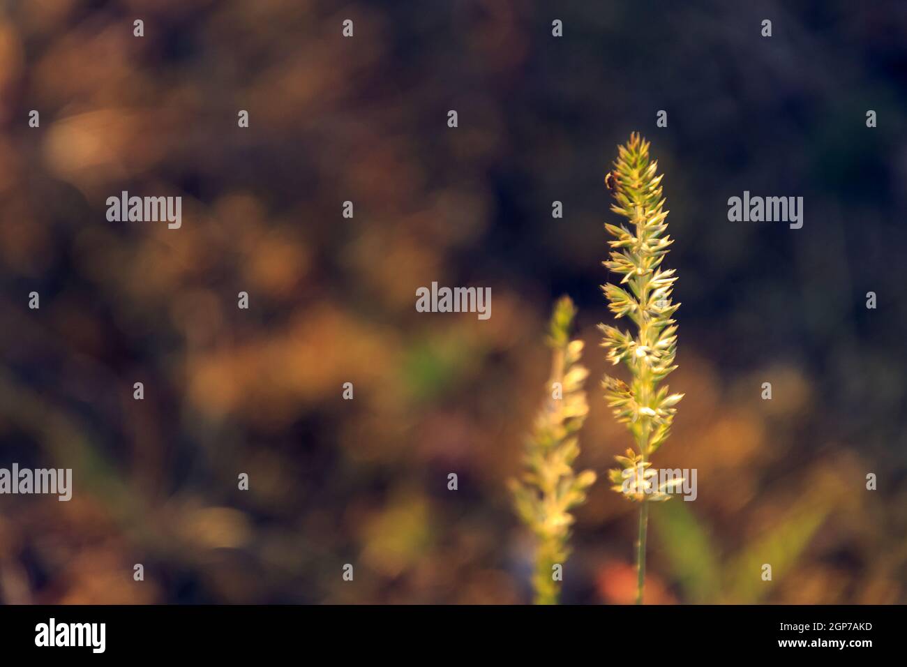 Closeup shot of allium altaicum on a blurred background Stock Photo