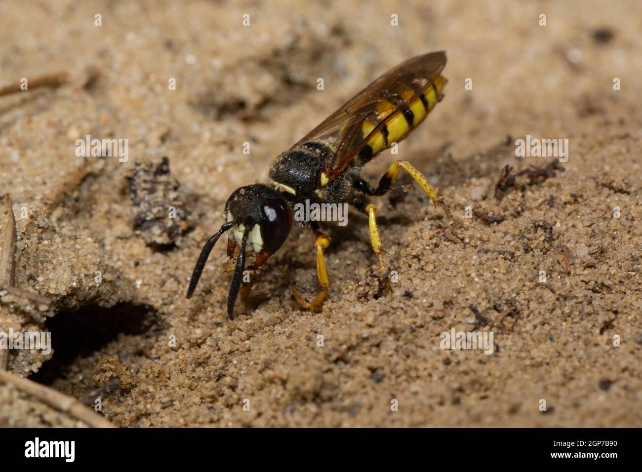 European beewolf hi-res stock photography and images - Alamy