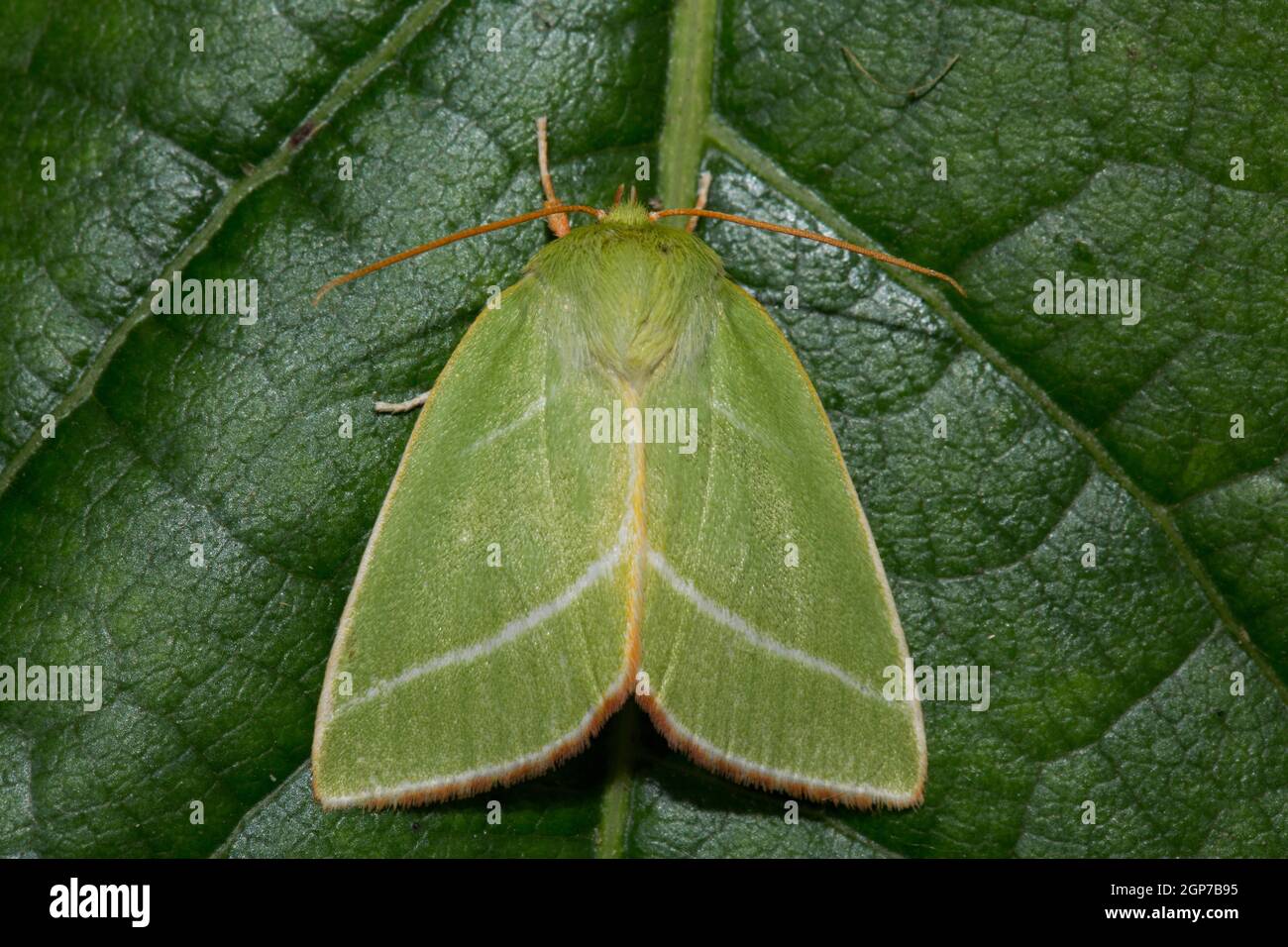 Green (Pseudoips prasinana) silver-lines Stock Photo