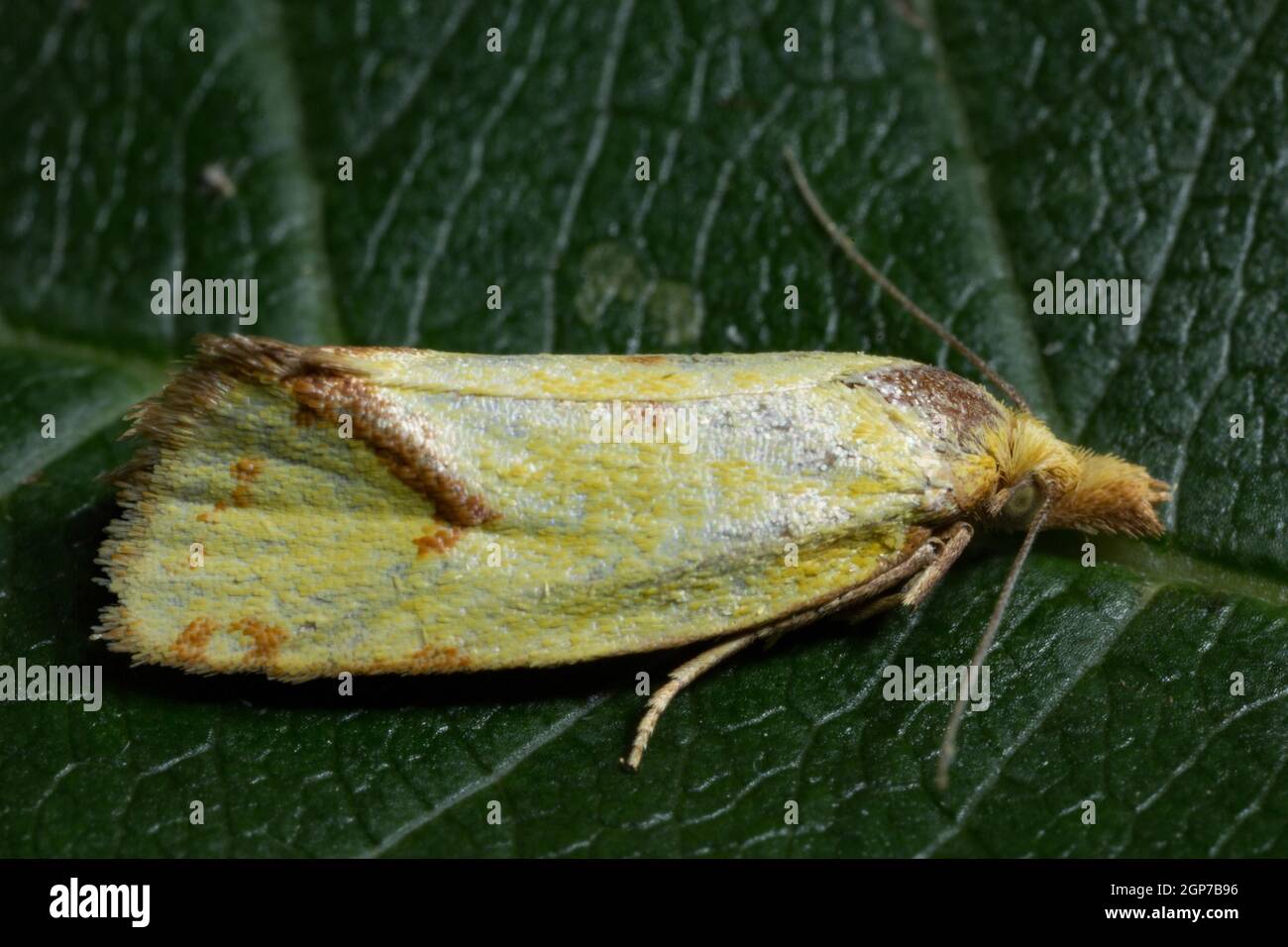 Straw hook moth (Agapeta hamana) Stock Photo