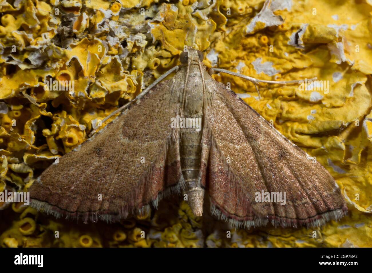 Rose-flounced (Endotricha flammealis) tabby moth Stock Photo