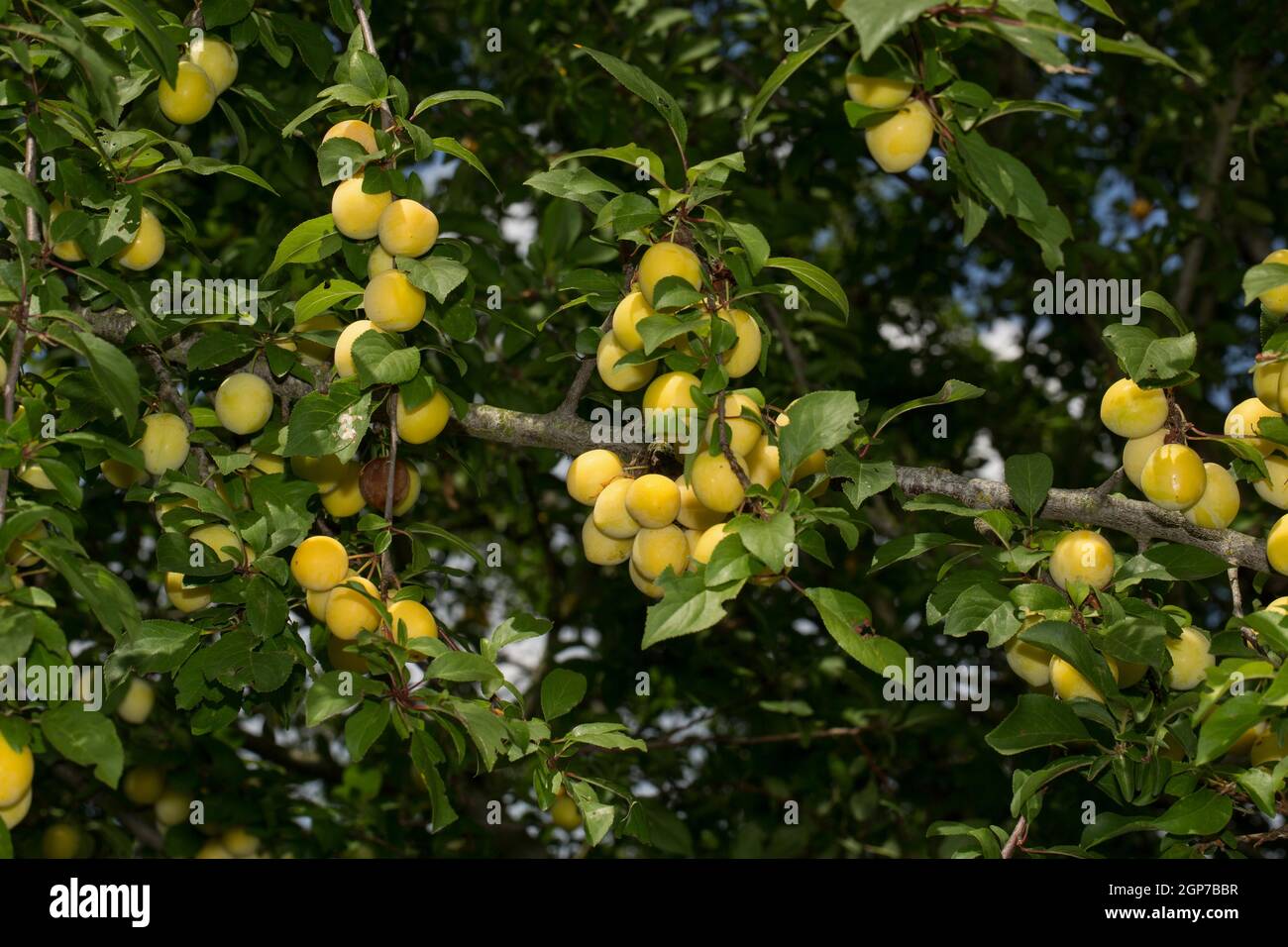Mirabelle plum (Prunus domestica subsp. syriaca) Stock Photo