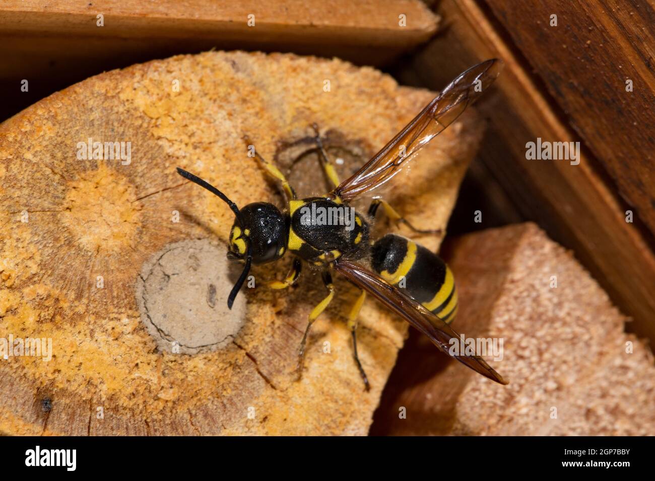 Mason wasp, brood cell (Ancistrocerus nigricornis) Stock Photo