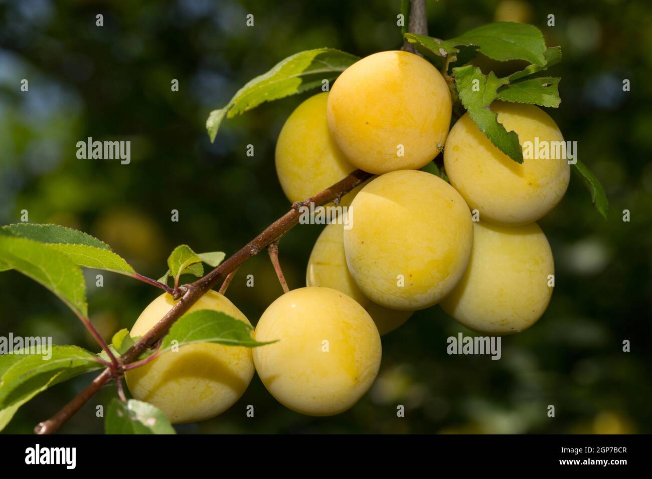 Mirabelle plum (Prunus domestica subsp. syriaca) Stock Photo