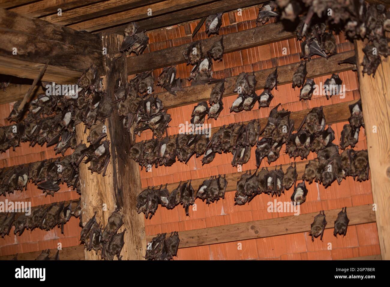 Greater mouseeared bats (Myotis myotis Stock Photo Alamy