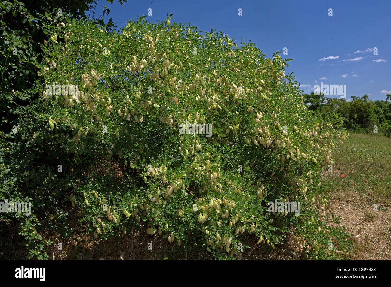 Bladder senna (Colutea arborescens) Stock Photo