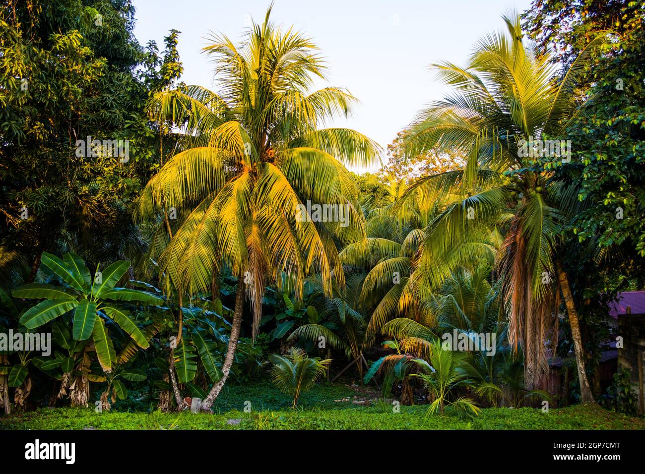 Palm trees, Livingston, Guatemala Stock Photo