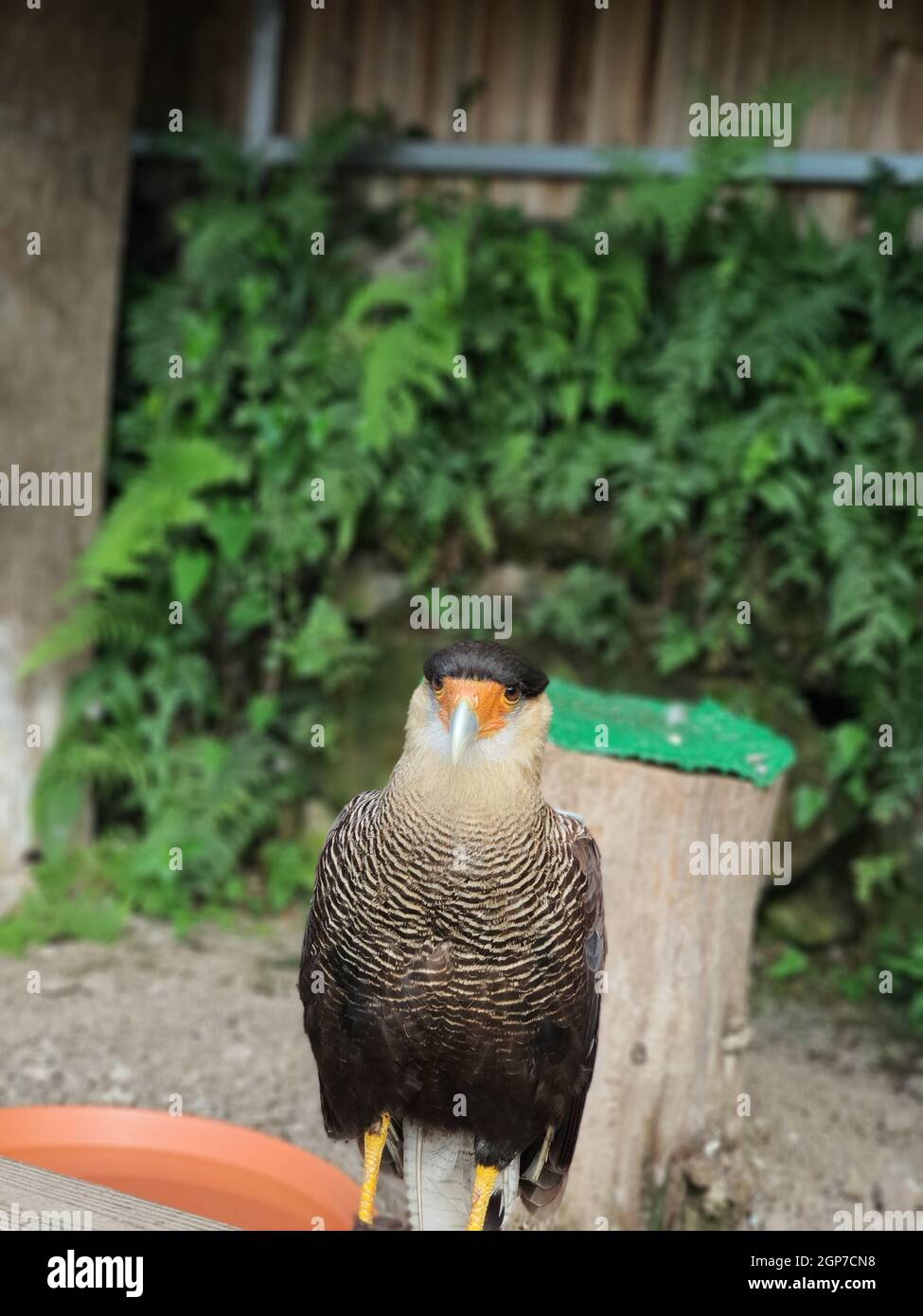 Selective Of A Crested Caracara Caracara Plancus Stock Photo Alamy selective-of-a-crested-caracara-caracara-plancus-stock-photo-alamy