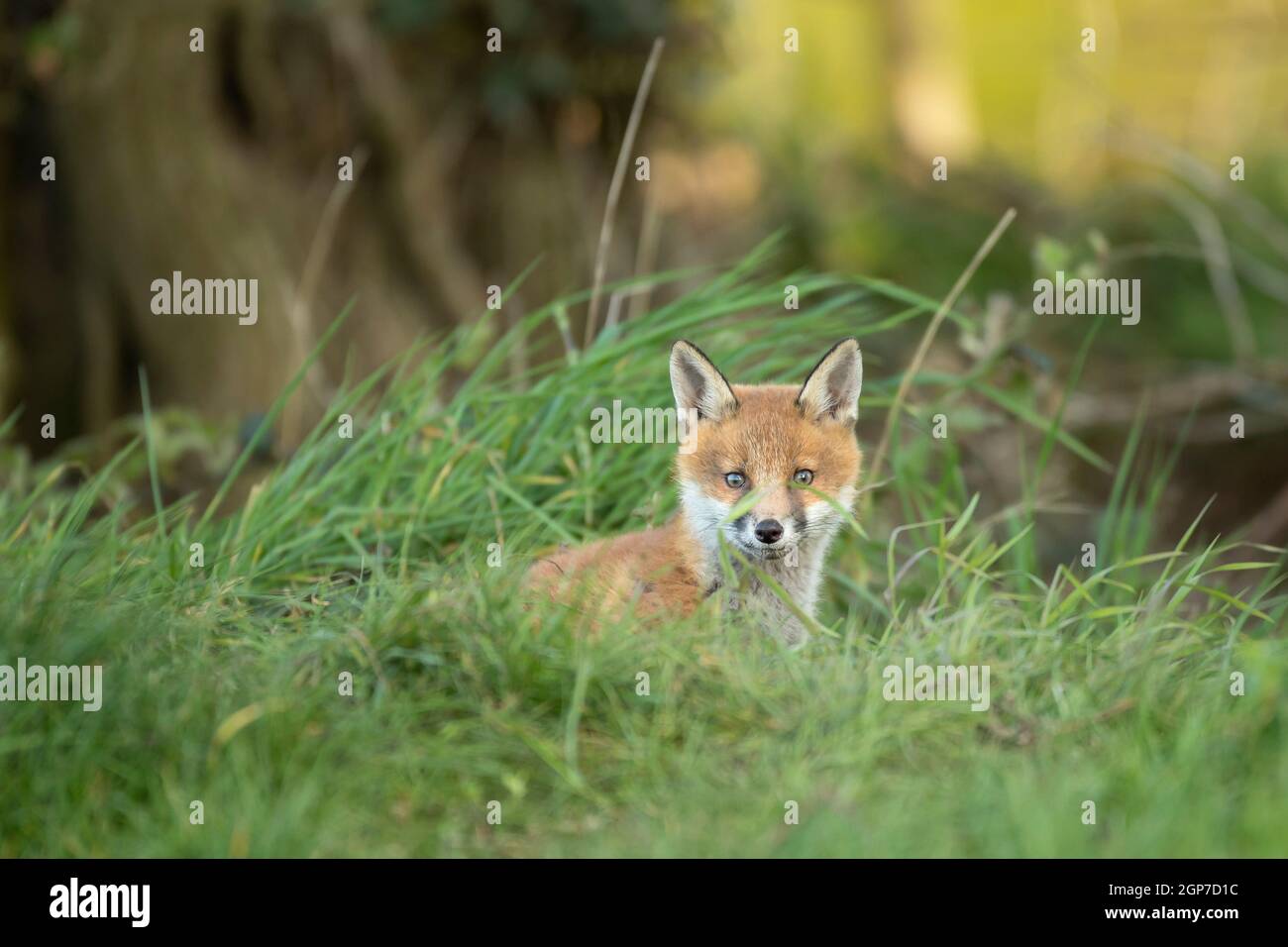 Red fox cub (Vulpes vulpes) exploring from the den Stock Photo