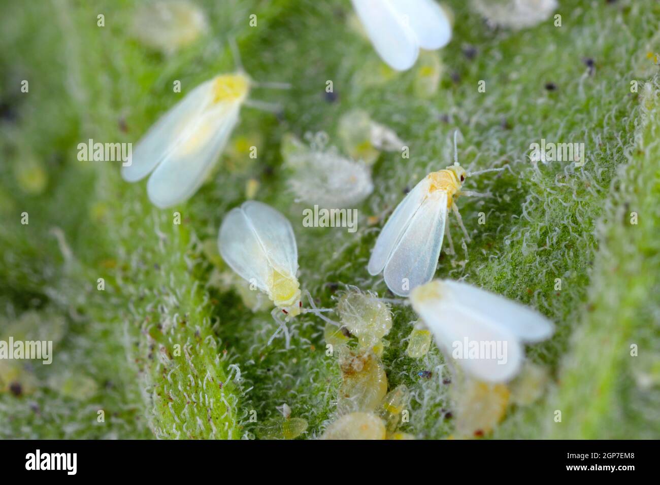 Adults, larvae and pupae of Glasshouse whitefly (Trialeurodes vaporariorum) on the underside of tomato leaves. Stock Photo