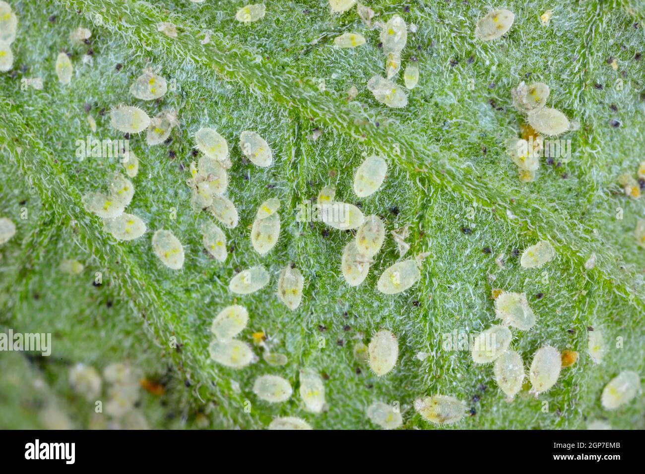 Larvae and pupae of Glasshouse whitefly (Trialeurodes vaporariorum) on the underside of tomato leaves. It is a currently important agricultural pest. Stock Photo