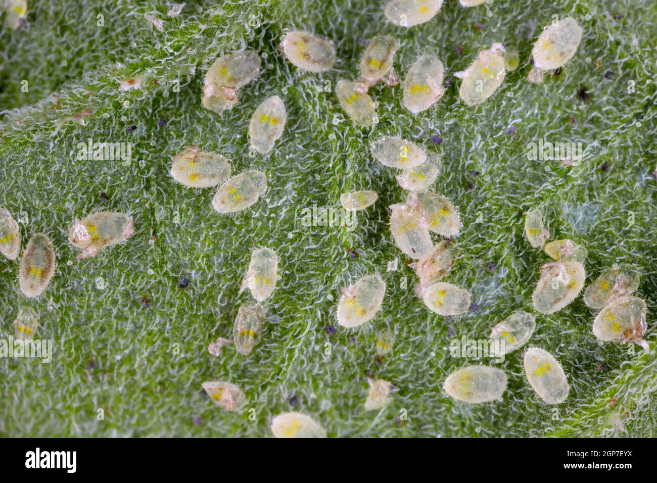 Larvae and pupae of Glasshouse whitefly (Trialeurodes vaporariorum) on the underside of tomato leaves. It is a currently important agricultural pest. Stock Photo