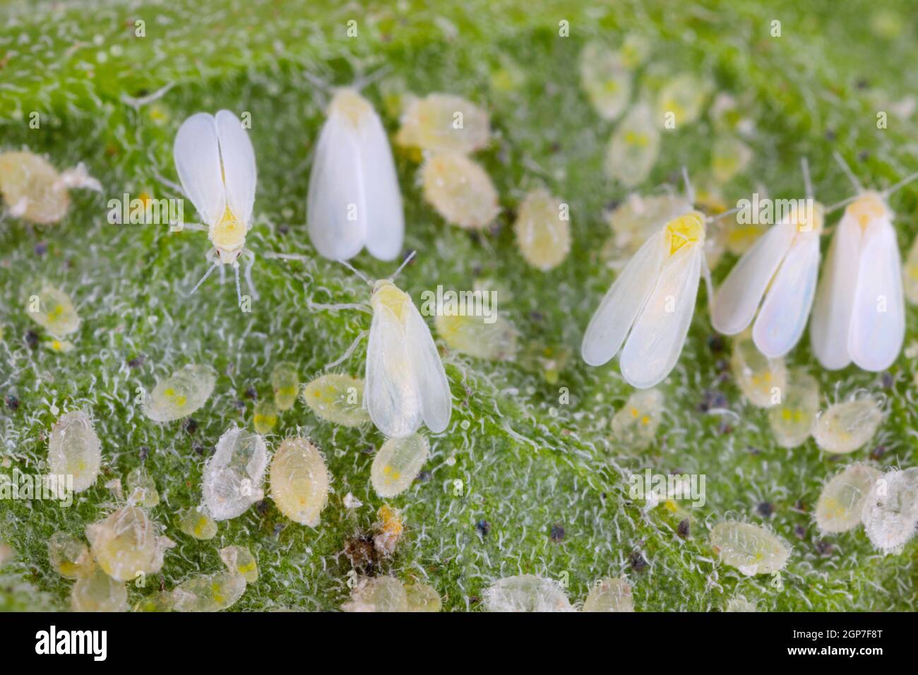 Adults, larvae and pupae of Glasshouse whitefly (Trialeurodes vaporariorum) on the underside of tomato leaves. Stock Photo