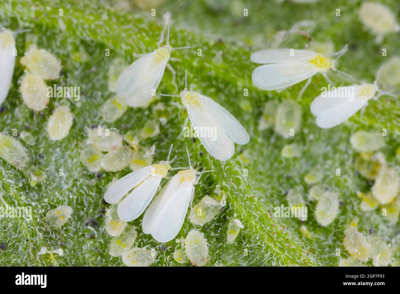 Adults, larvae and pupae of Glasshouse whitefly (Trialeurodes vaporariorum) on the underside of tomato leaves. Stock Photo