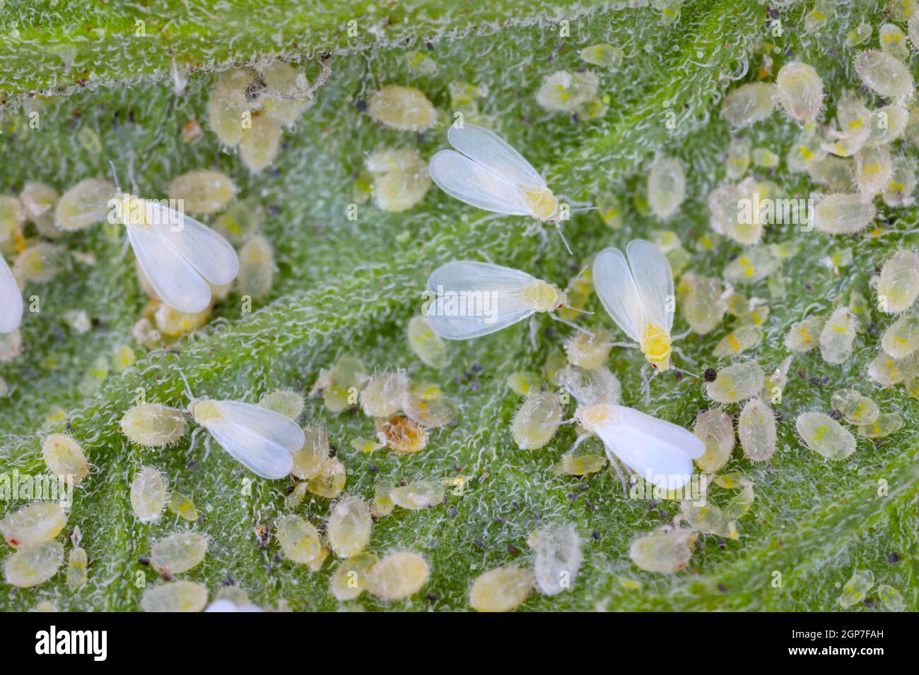 Adults, larvae and pupae of Glasshouse whitefly (Trialeurodes vaporariorum) on the underside of tomato leaves. Stock Photo