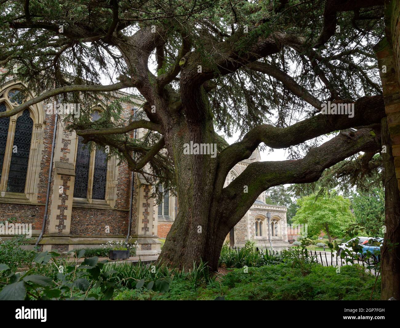 St Albans, Hertfordshire, England, September 21 2021: Cedar tree from Lebanon in the Cathedral's Sumpter planted in 1803 by Countess Spencer. Stock Photo