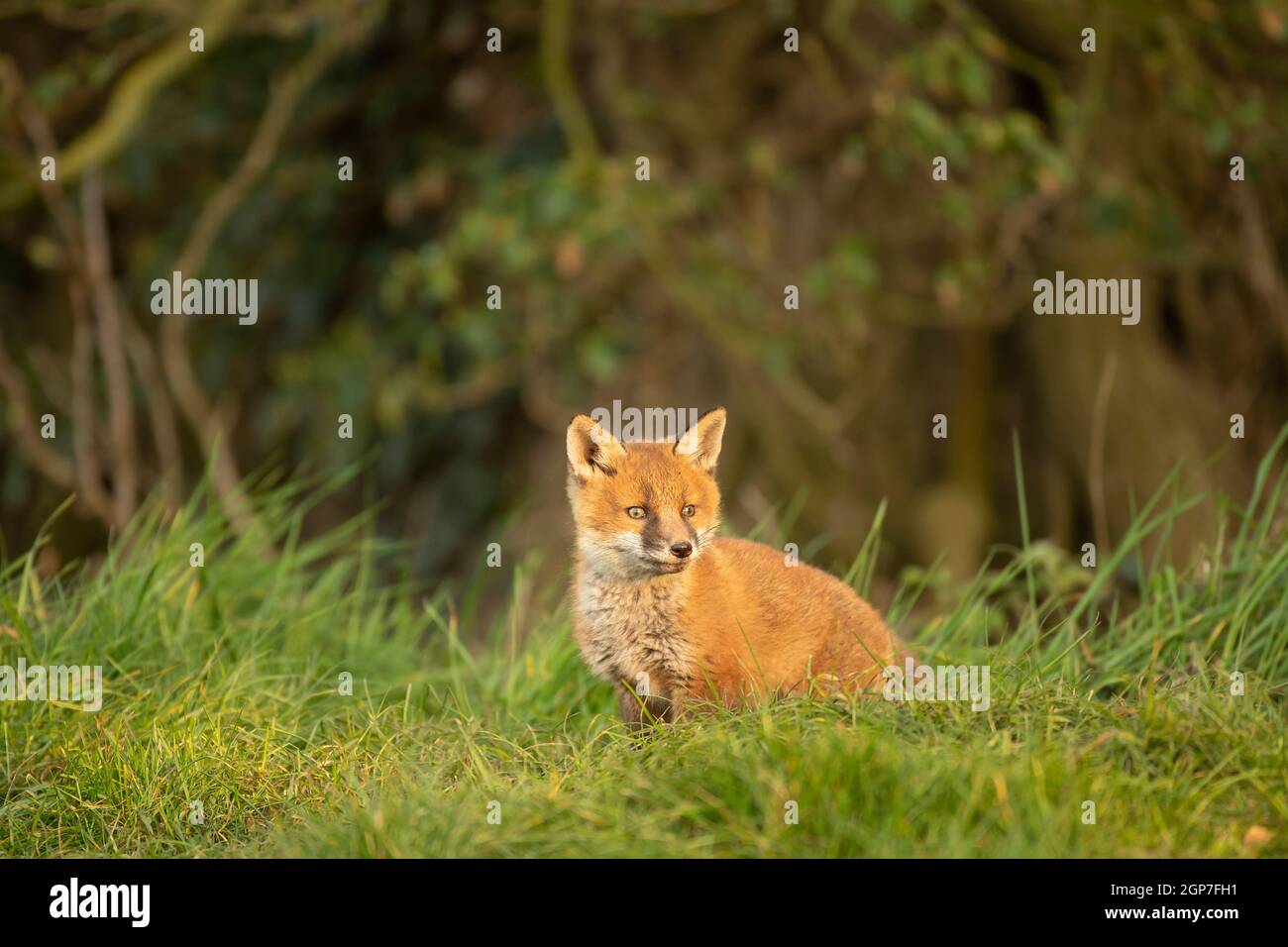 Red fox cub (Vulpes vulpes) exploring from the den Stock Photo