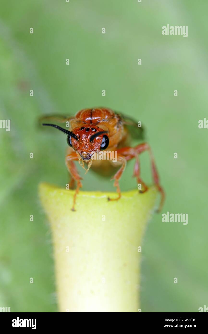 Female of Neodiprion sertifer - the European pine sawfly or red pine sawfly. It is considered a pest as it eats a lot of needles. Stock Photo