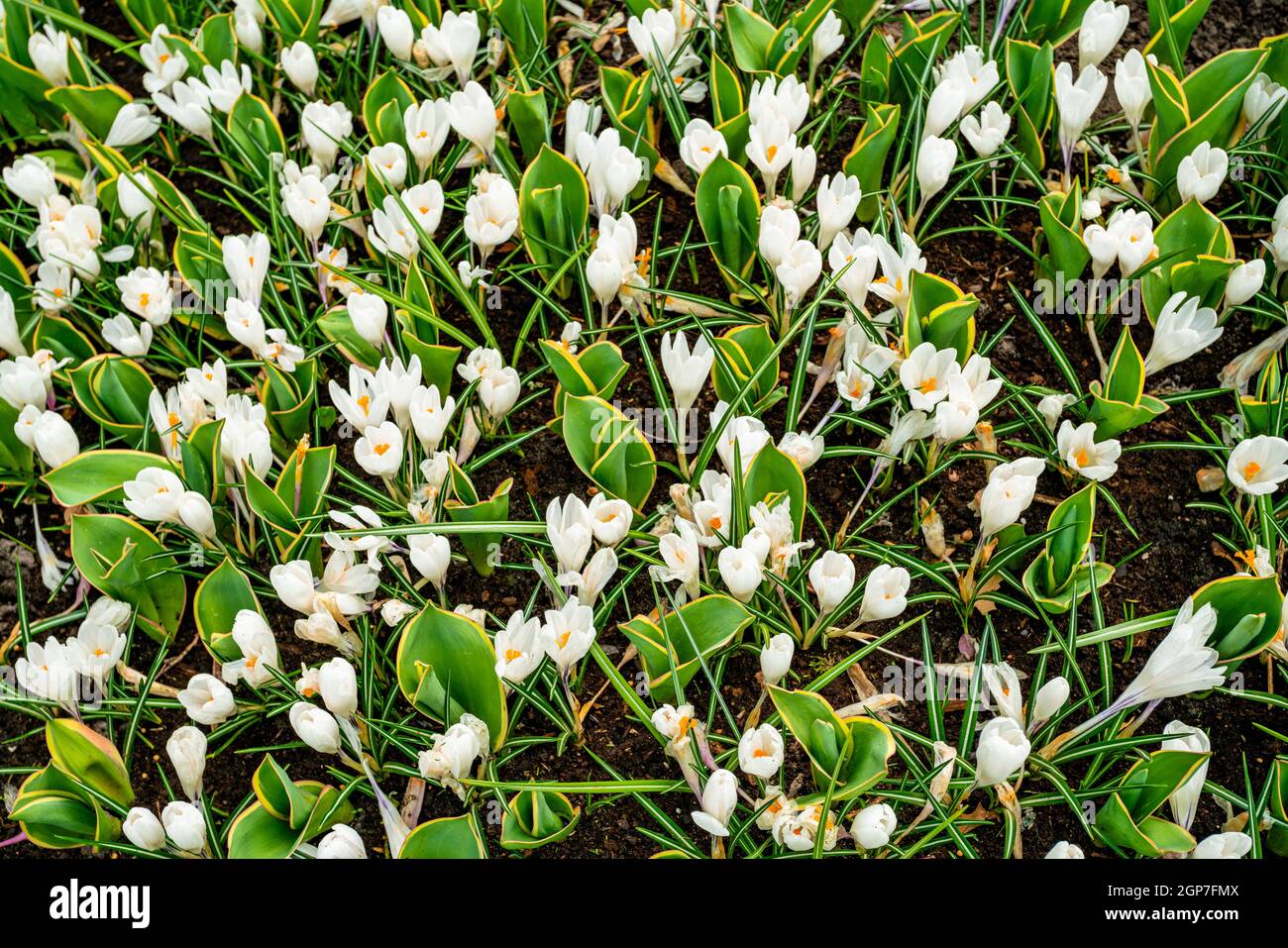 Spring Field With Colorful Crocus Flowers Stock Photo - Alamy