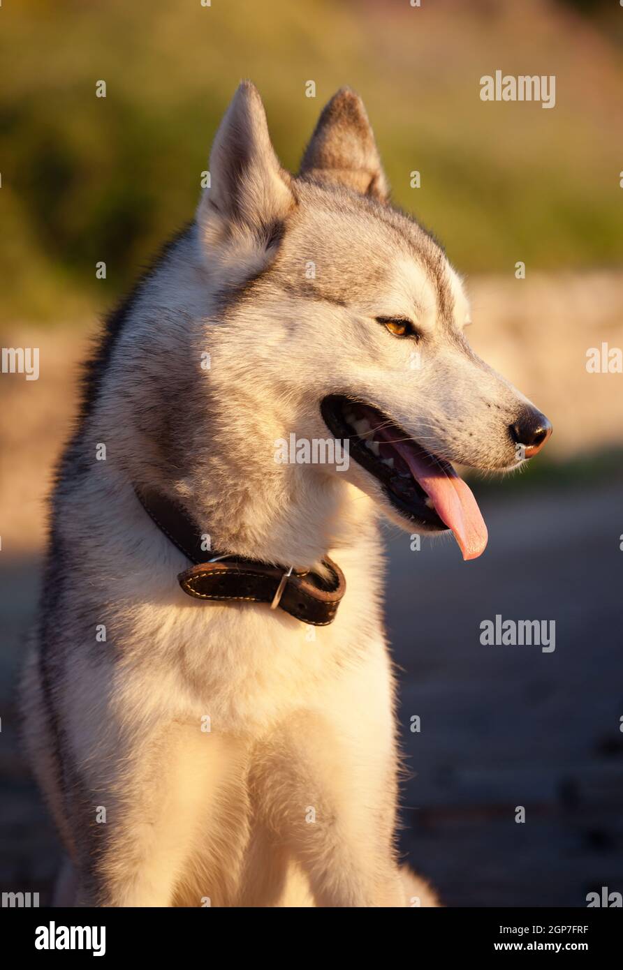 Husky dog ​​at sunset, Capri island, Italy Stock Photo