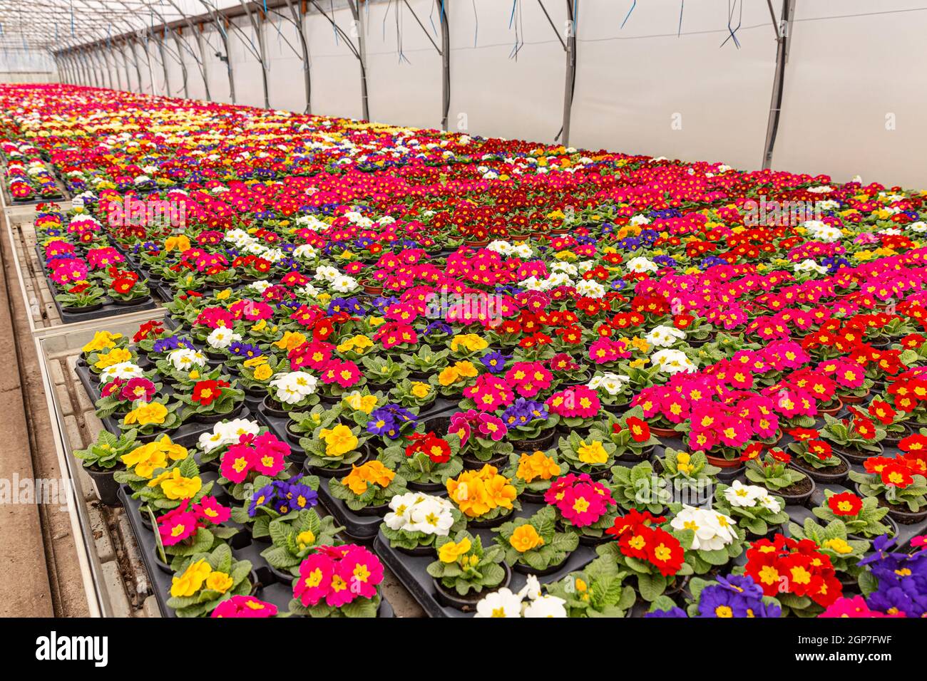 Colorful small potted flowers Primula Auricula blooming in the rows in greenhouse Stock Photo