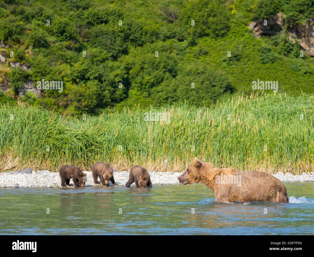 A Brown or Grizzly Bear, Geographic Harbor, Katmai National Park, Alaska. Stock Photo