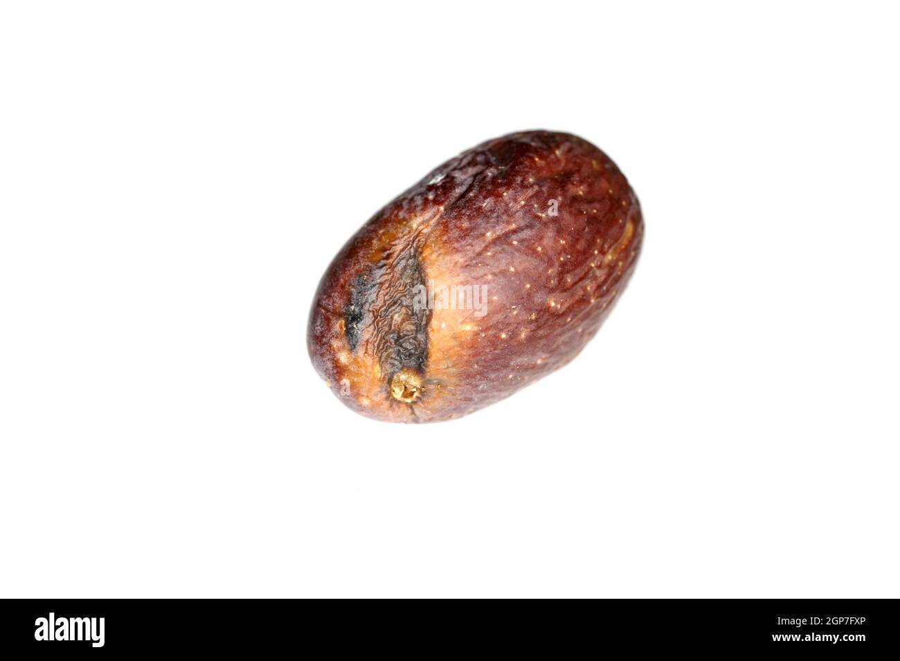 Olive fruit damaged by Olive Fruit fly- Bactrocera oleae. One of the most important olive pests. Stock Photo