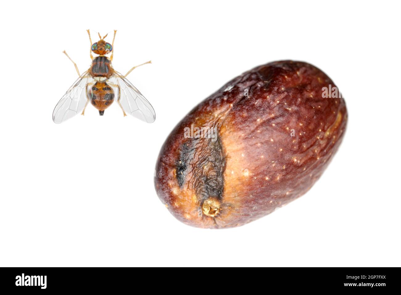 Olive Fruit fly- Bactrocera oleae. One of the most important olive pests. Stock Photo