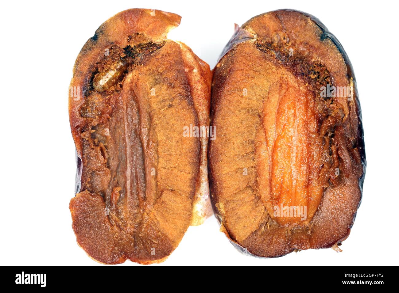 Olive fruit damaged by Olive Fruit fly- Bactrocera oleae (pupa inside). One of the most important olive pests. Stock Photo