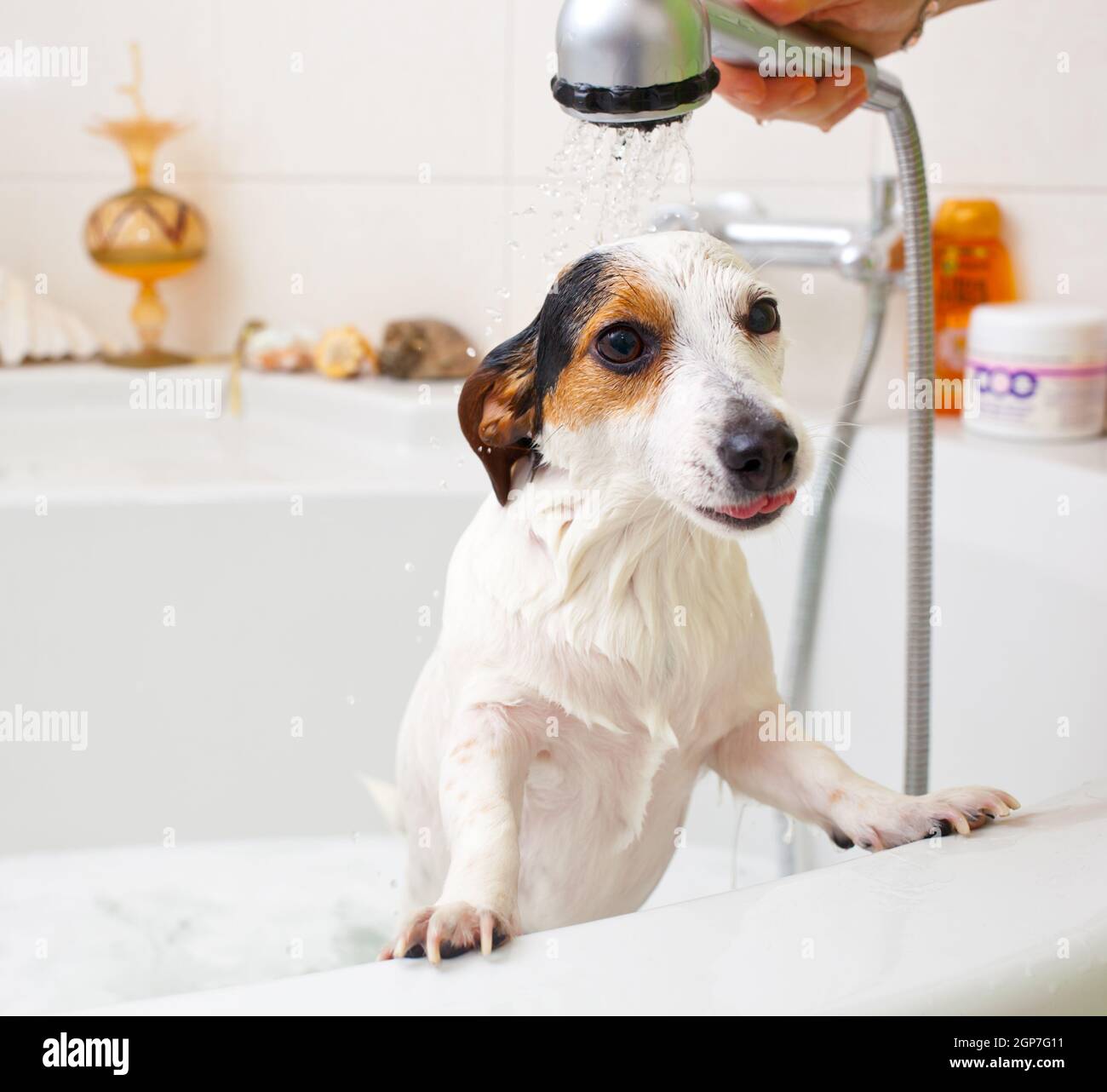 Jack Russell dog taking a bath in a bathtub Stock Photo Alamy