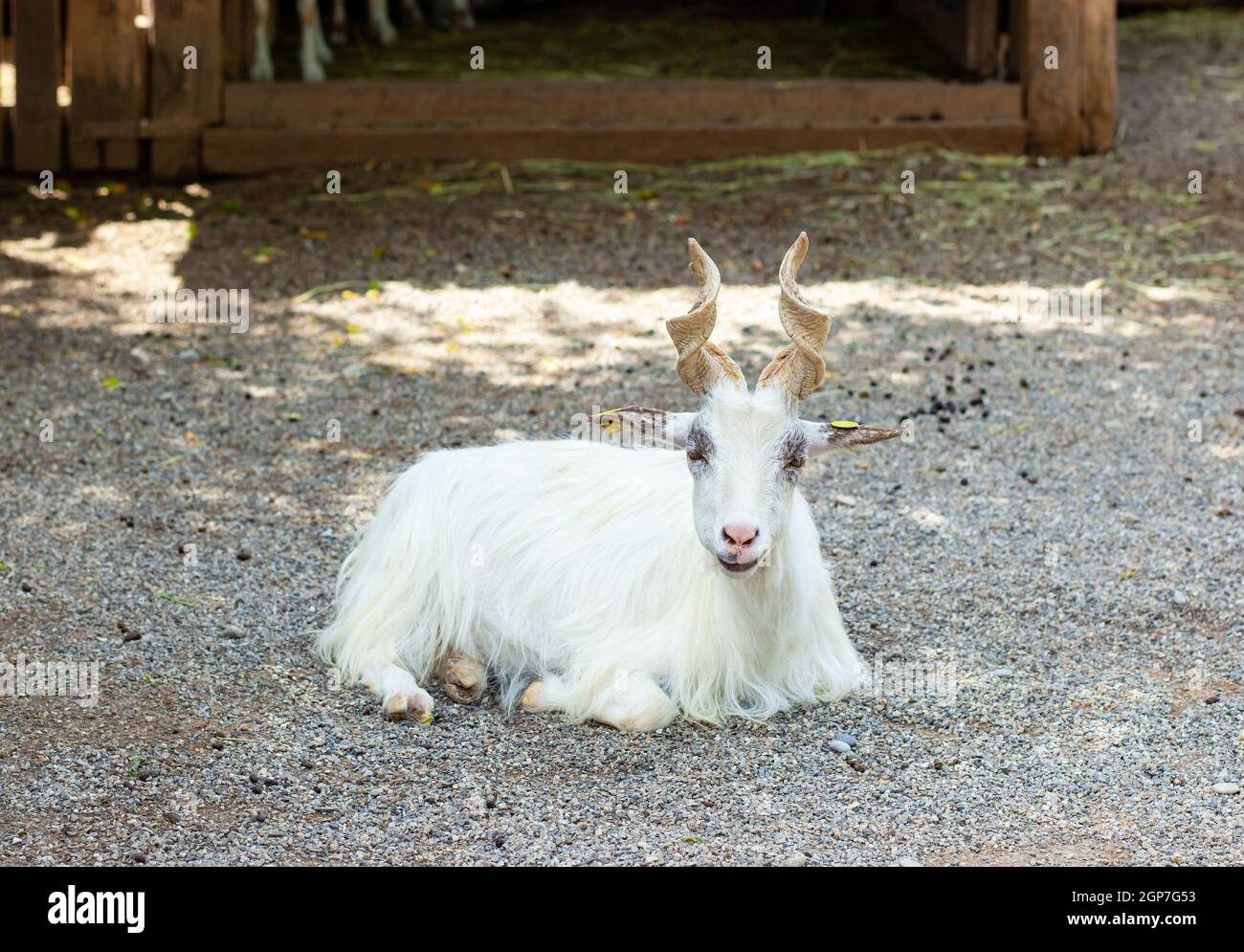 Girgentana goat (Capra aegagrus hircus). This goat is indigenous to the province of Agrigento in the southern part of the Mediterranean island of Sici Stock Photo