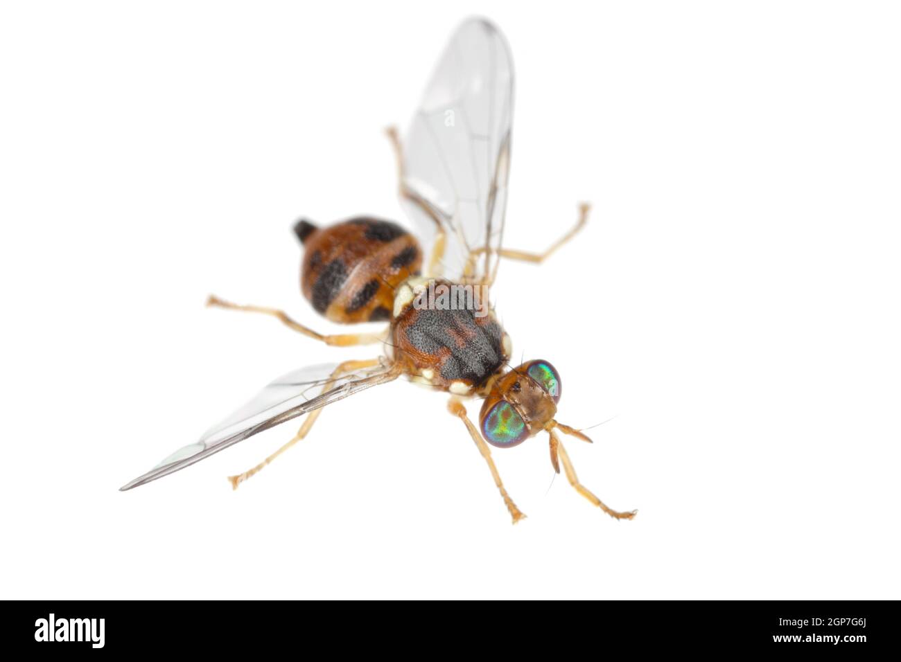 Olive Fruit fly Bactrocera oleae. One of the most important olive