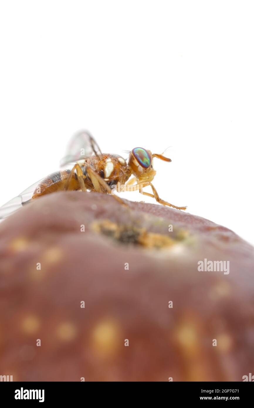 Olive Fruit fly Bactrocera oleae. One of the most important olive