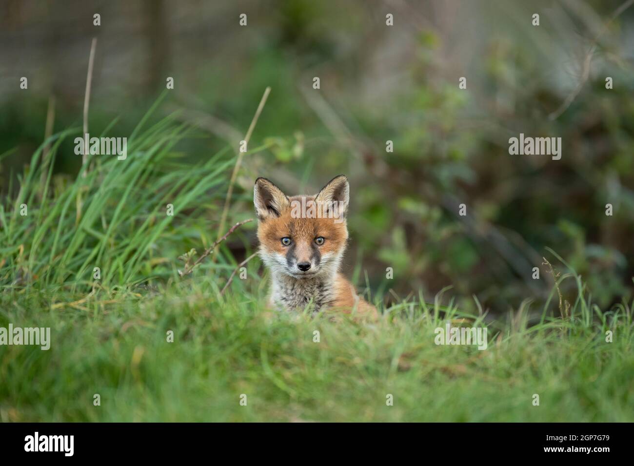 Red fox cub (Vulpes vulpes) exploring from the den Stock Photo