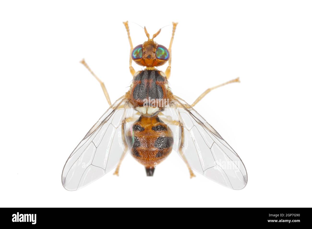 Olive Fruit fly- Bactrocera oleae. One of the most important olive pests. Stock Photo